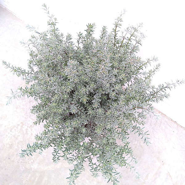 ウエストリンギア 白斑入り8号鉢植え・樹高約40cm