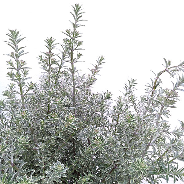 ウエストリンギア 白斑入り8号鉢植え・樹高約40cm