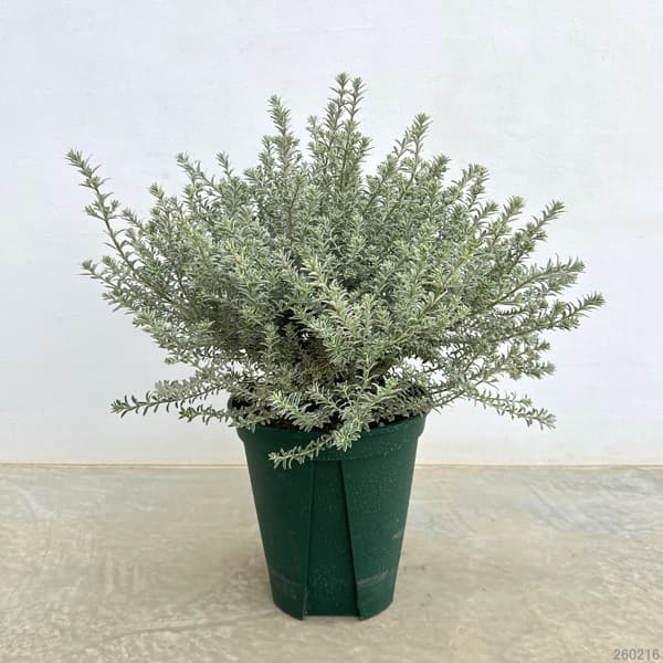 ウエストリンギア 白斑入り8号鉢植え・樹高約40cm