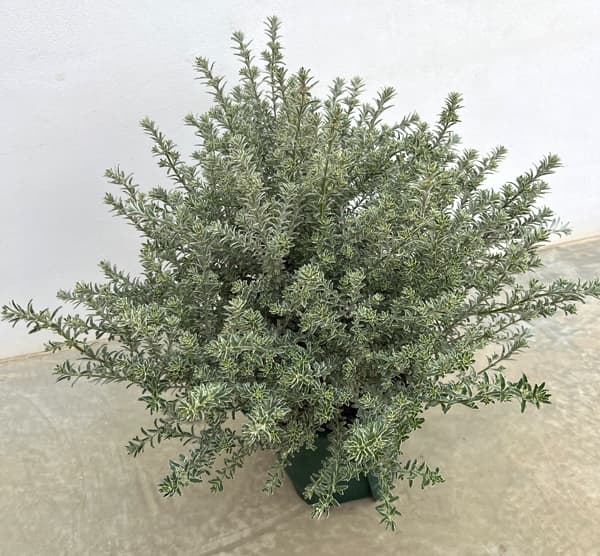 ウエストリンギア 白斑入り8号鉢植え・樹高約40cm