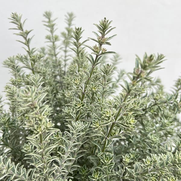 ウエストリンギア 白斑入り8号鉢植え・樹高約40cm