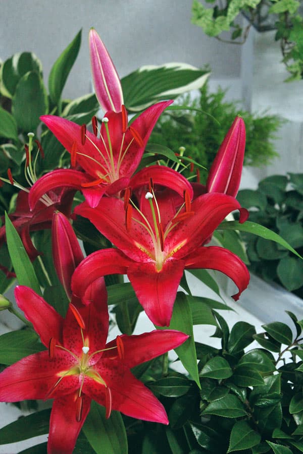 ユリ:オリエンタルリリー スコーピオ(レッドカサブランカ)1球入り