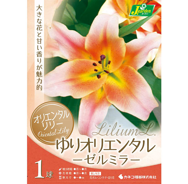 オリエンタルリリー:ゼルミラ1球入り