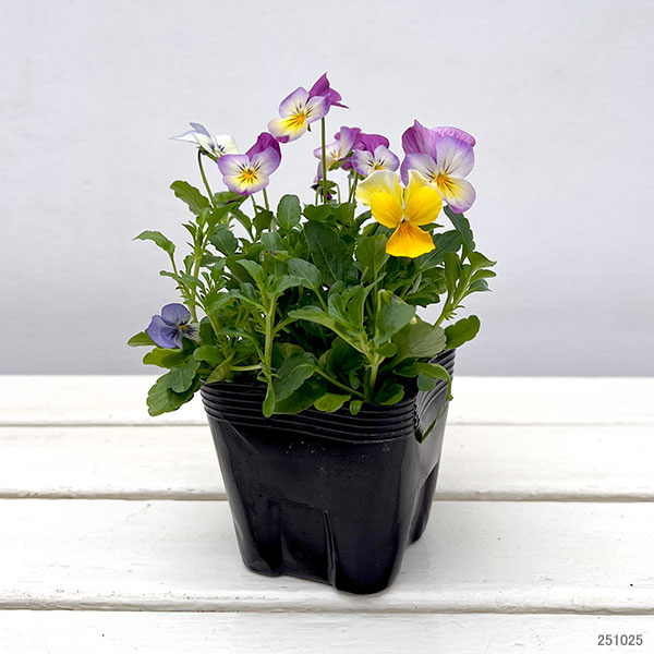 ビオラ:フローラルパワー トリコロールピアニッシモ3.5号ポット