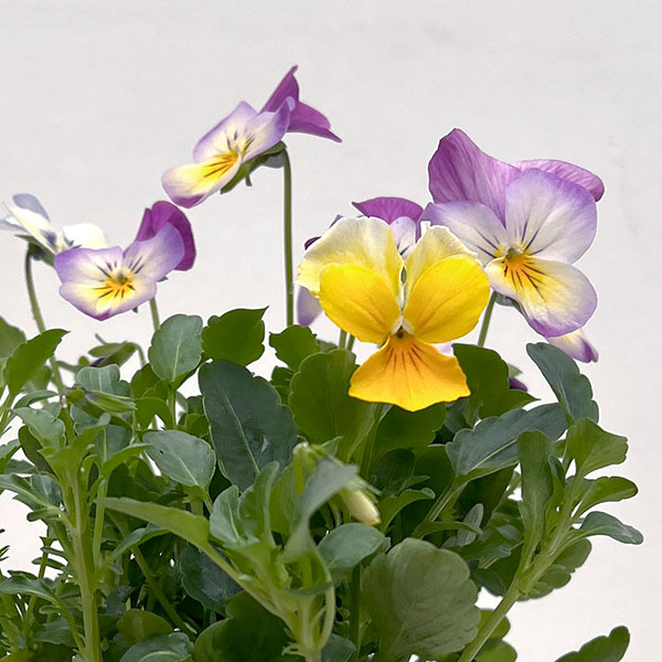 ビオラ:フローラルパワー トリコロールピアニッシモ3.5号ポット