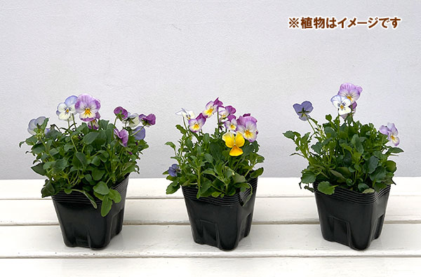 ビオラ:フローラルパワー トリコロールピアニッシモ3.5号ポット