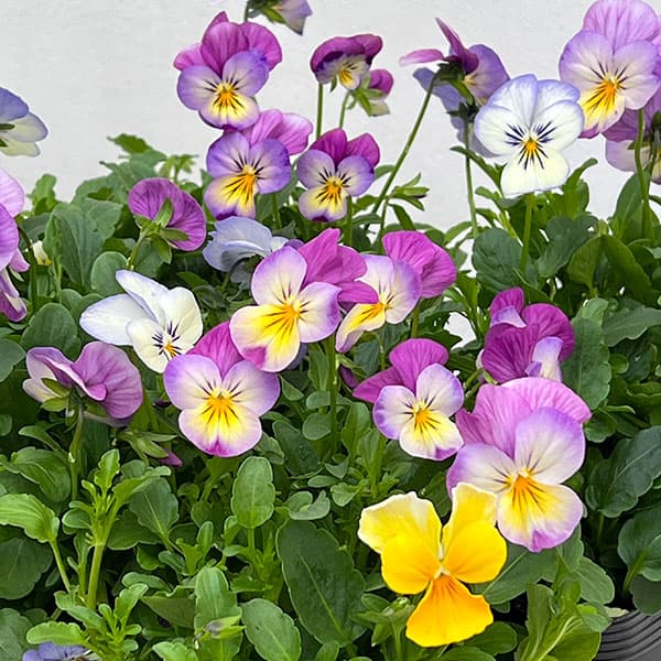 ビオラ:フローラルパワー トリコロールピアニッシモ3.5号ポット