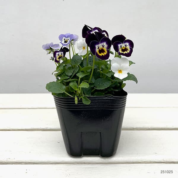 ビオラ:フローラルパワー  トリコロールアレグロ3.5号ポット