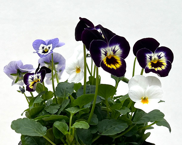 ビオラ:フローラルパワー  トリコロールアレグロ3.5号ポット