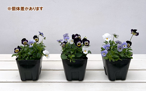 ビオラ:フローラルパワー  トリコロールアレグロ3.5号ポット