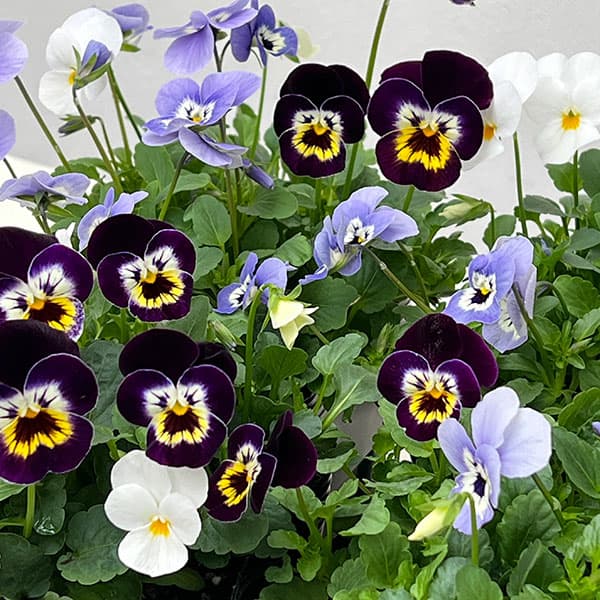 ビオラ:フローラルパワー  トリコロールアレグロ3.5号ポット