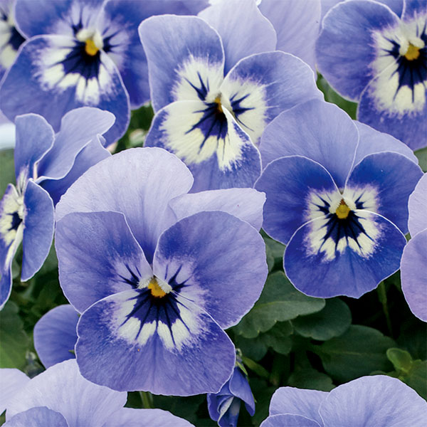 ビオラ:リスさんのピッコロ(フローラルパワー マリーナ)2.5号ロングポット