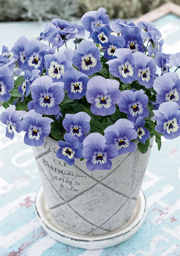 ビオラ:リスさんのピッコロ(フローラルパワー マリーナ)2.5号ロングポット