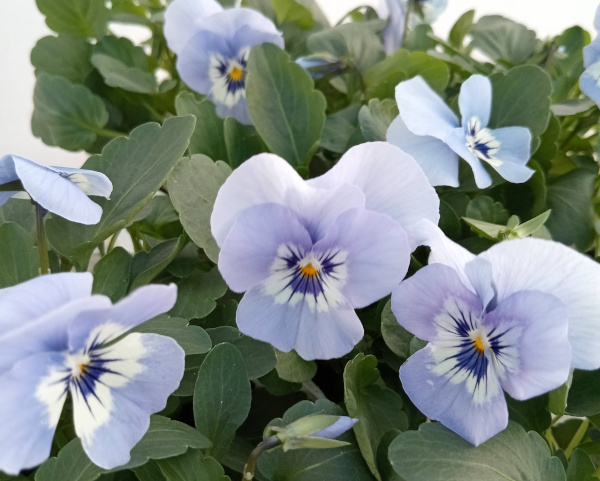 ビオラ:リスさんのピッコロ(フローラルパワー マリーナ)2.5号ロングポット