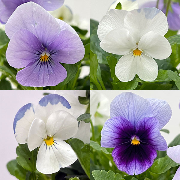 ビオラ：スイーツミックス　グレープのソルベ4号ポット