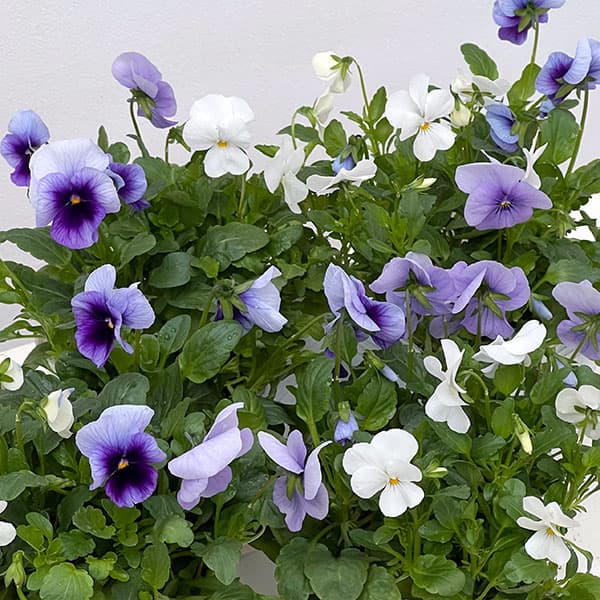 ビオラ：スイーツミックス　グレープのソルベ4号ポット