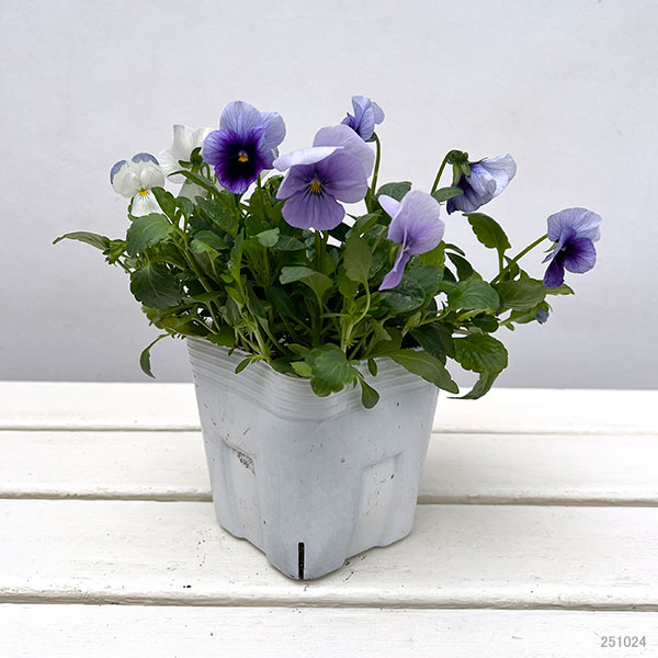 ビオラ：スイーツミックス　グレープのソルベ4号ポット