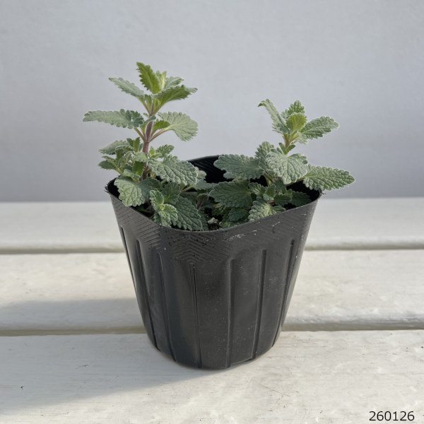 [送料無料]キャットミント：ピンク系（ネペタ）3号ポット 24株セット