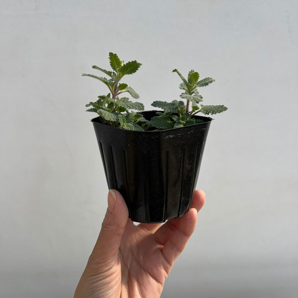 [送料無料]キャットミント：ピンク系（ネペタ）3号ポット 24株セット