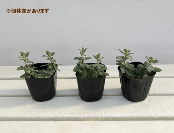 [送料無料]キャットミント：ピンク系（ネペタ）3号ポット 24株セット