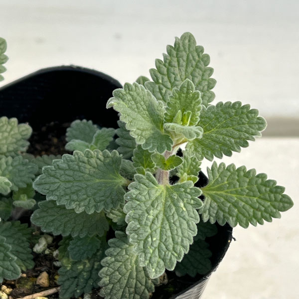 [送料無料]キャットミント：ピンク系（ネペタ）3号ポット 24株セット