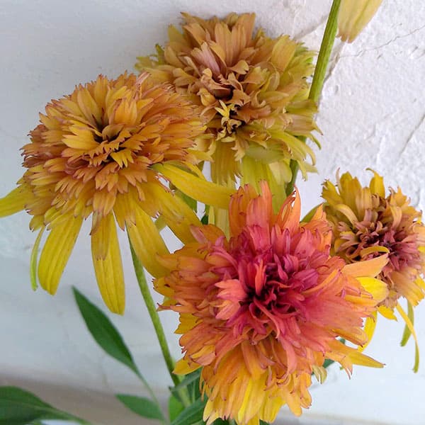 エキナセア（八重咲き）：マーマレード3号ポット