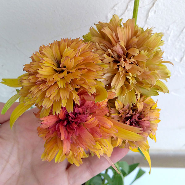 エキナセア（八重咲き）：マーマレード3号ポット