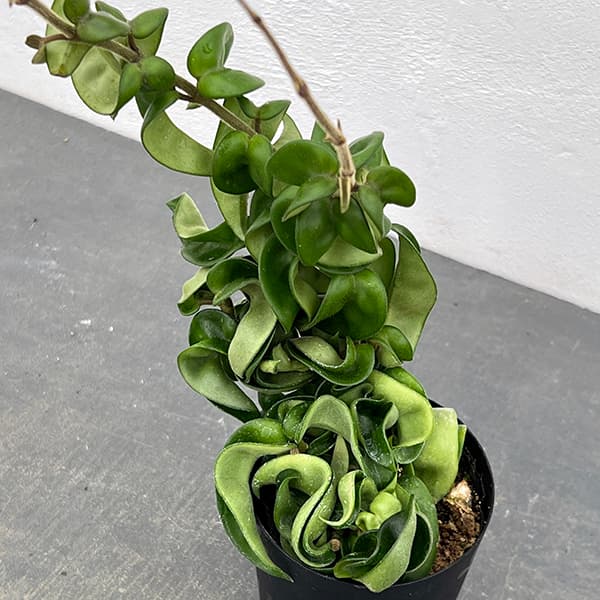 ホヤ:カルノーサ コンパクタ3.5号鉢入り