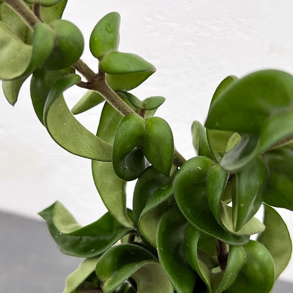 ホヤ:カルノーサ コンパクタ3.5号鉢入り