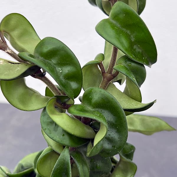 ホヤ:カルノーサ コンパクタ3.5号鉢入り