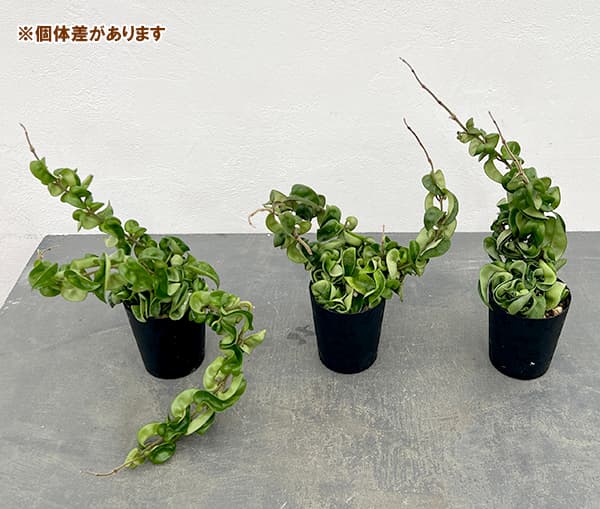 ホヤ:カルノーサ コンパクタ3.5号鉢入り