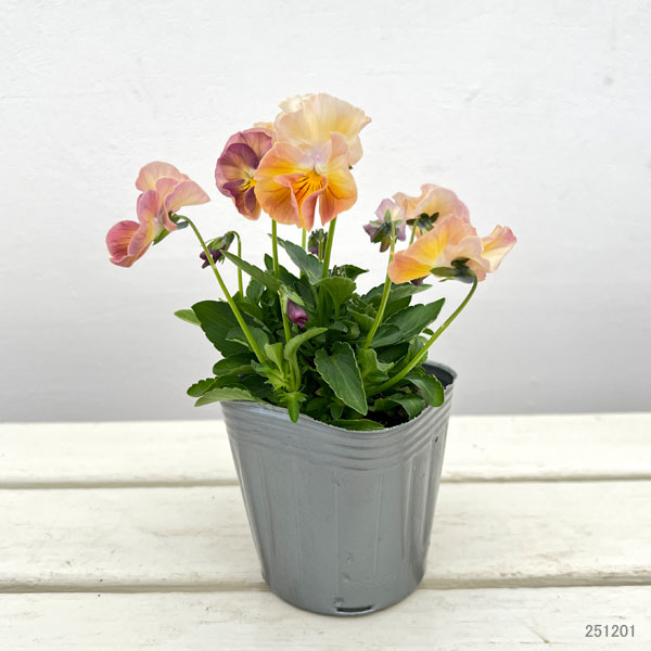 見元園芸さんのビオラ：カクテルドレス3-3.5号ポット