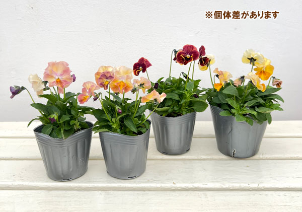 見元園芸さんのビオラ：カクテルドレス3-3.5号ポット