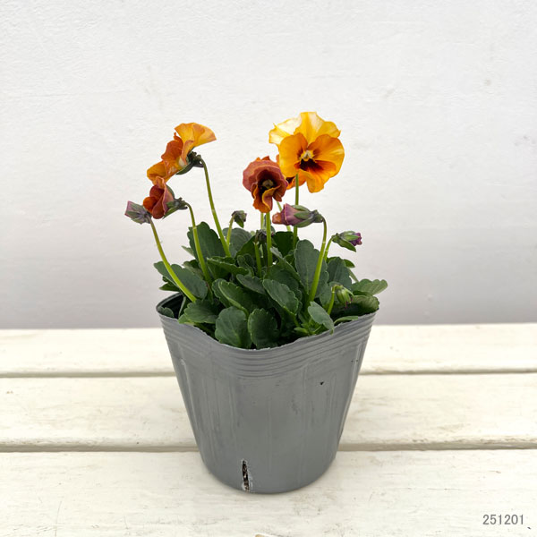 見元園芸さんのビオラ：キャメロン3-3.5号ポット