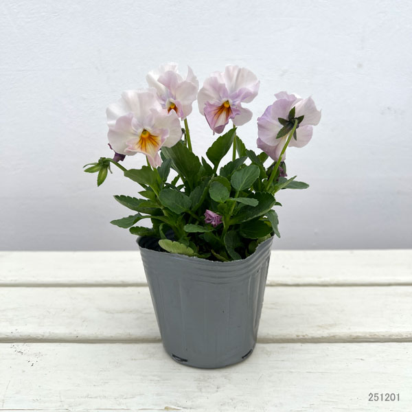 見元園芸さんのビオラ：サクラポーレ3-3.5号ポット 6株セット