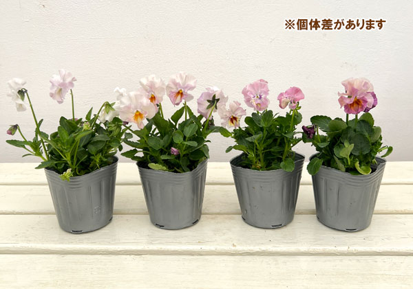 見元園芸さんのビオラ：サクラポーレ3-3.5号ポット 6株セット