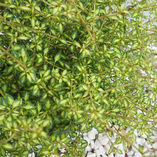 コプロスマ:ビートソンズゴールド2.5号ポット