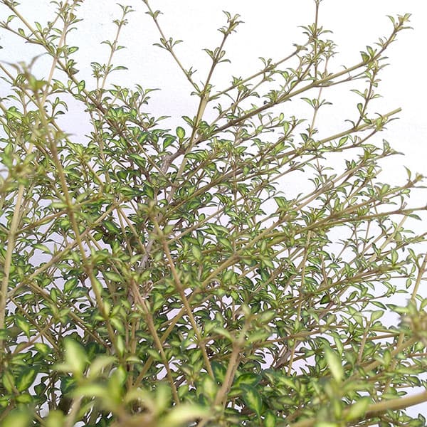 コプロスマ:ビートソンズゴールド2.5号ポット