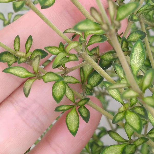 コプロスマ:ビートソンズゴールド2.5号ポット