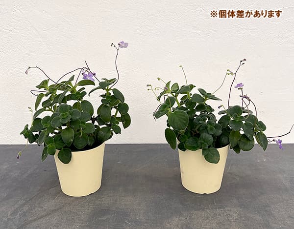 ストレプトカーパス:サクソルム4号鉢植え