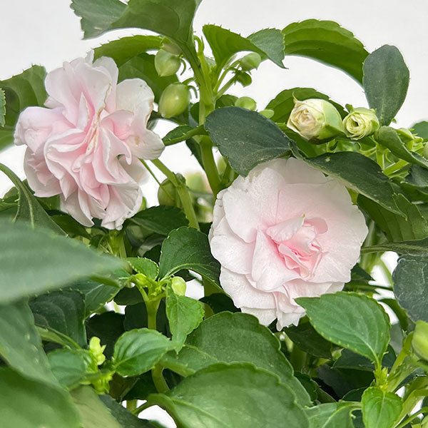 インパチェンス:フィエスタ アップルブロッサム5号鉢植え
