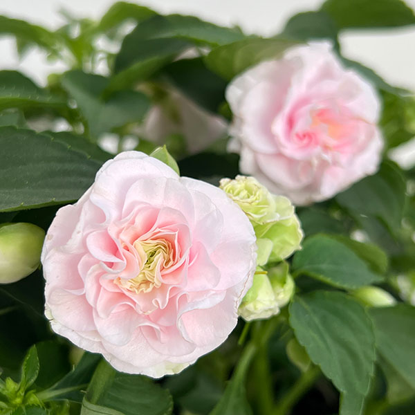 インパチェンス:フィエスタ アップルブロッサム5号鉢植え
