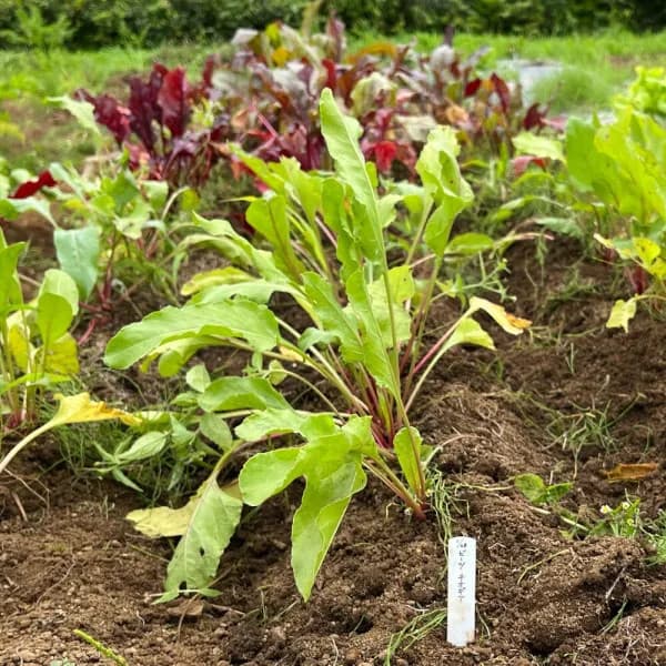 【有効期限25年11月】野菜の種：有機種子　ビーツ（チオギア）[タネ]