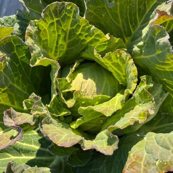野菜の種：有機種子　キャベツ（ローラ / 丸玉系）[野菜タネ]