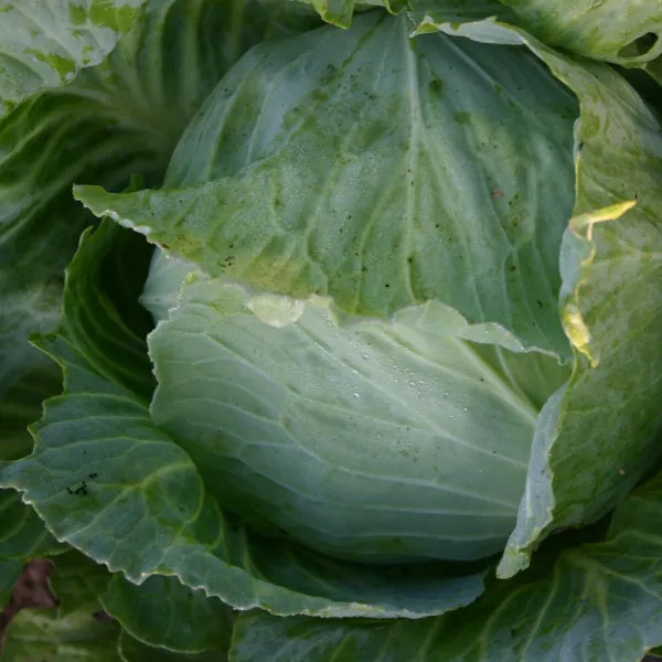 野菜の種：有機種子　キャベツ（ローラ / 丸玉系）[野菜タネ]