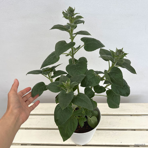 園芸ネット本店｜ヒマワリ：サンフィニティ6号鉢植え の通販【公式】