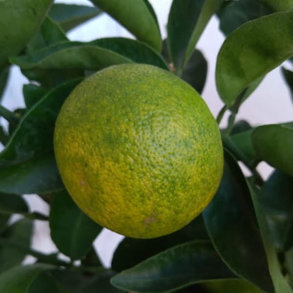 スダチ6号鉢植え