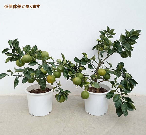 園芸ネット本店｜カボス7号鉢植え[実付き] の通販【公式】