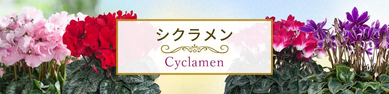 鉢花:シクラメン