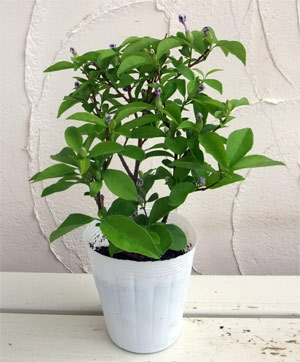 ニオイバンマツリ（ブルンフェルシア）4号鉢植え